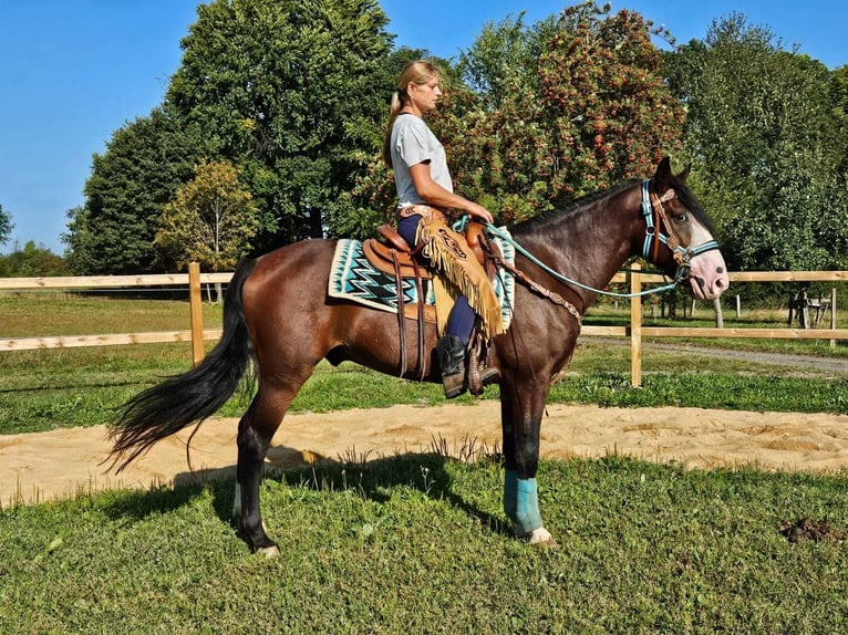 Otras razas Caballo castrado 6 años 158 cm Castaño in Linkenbach