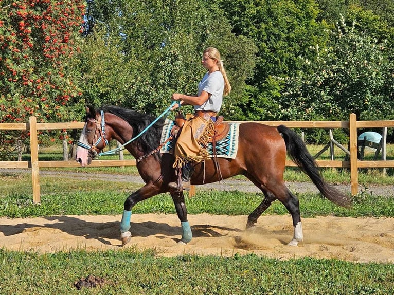 Otras razas Caballo castrado 6 años 158 cm Castaño in Linkenbach