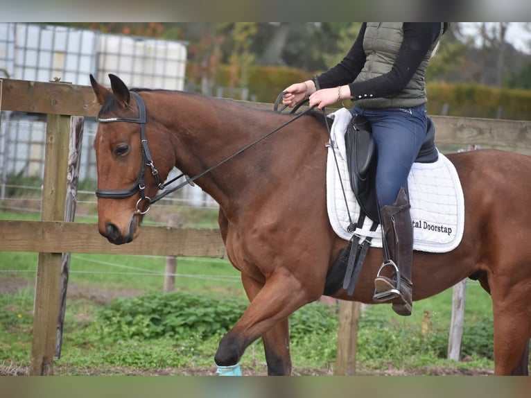 Otras razas Caballo castrado 6 años 158 cm Castaño in Achtmaal