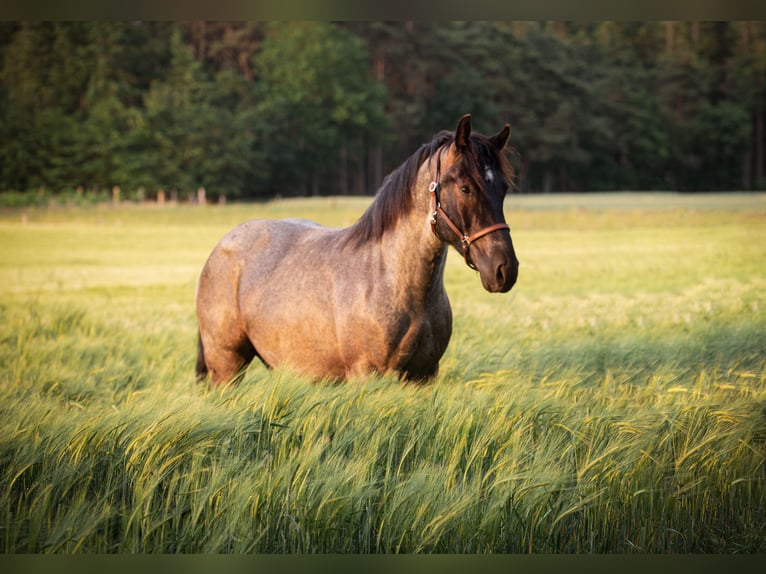 Otras razas Mestizo Caballo castrado 6 años 158 cm Ruano azulado in Marklohe