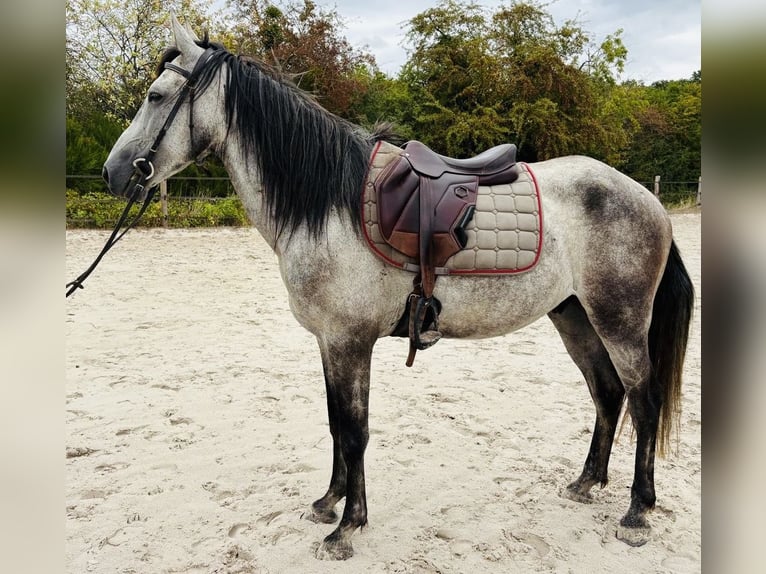 Otras razas Caballo castrado 6 años 158 cm Tordo in Chailly-en-Bière