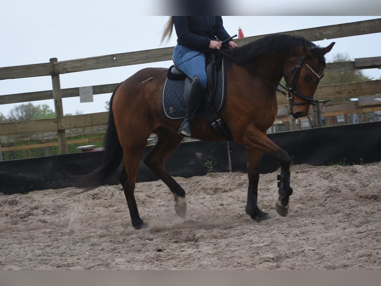 Otras razas Caballo castrado 6 años 160 cm Castaño in Achtmaal