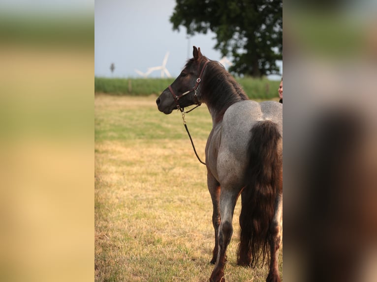 Otras razas Mestizo Caballo castrado 6 años 160 cm Ruano azulado in Marklohe