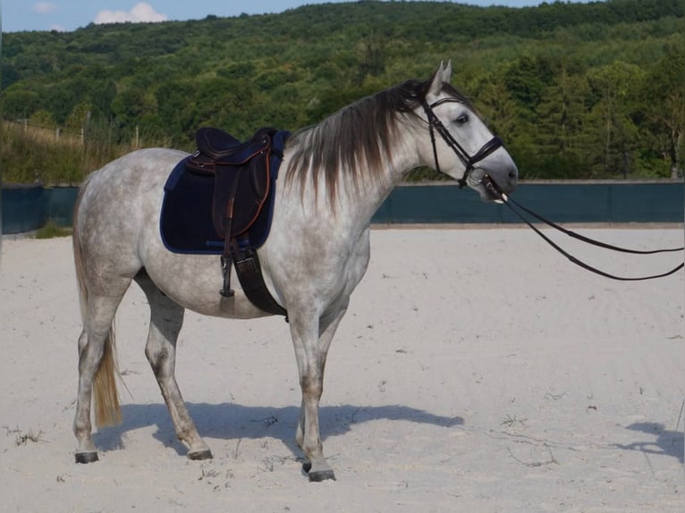 Otras razas Caballo castrado 6 años 160 cm Tordo in montrigaud