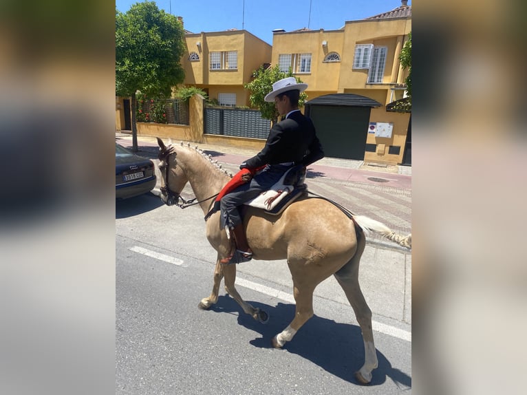 Otras razas Caballo castrado 6 años 165 cm Palomino in Jerez De La FronteraJerez