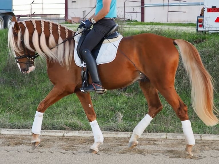 Otras razas Mestizo Caballo castrado 6 años 167 cm Palomino in Navas Del Madroño