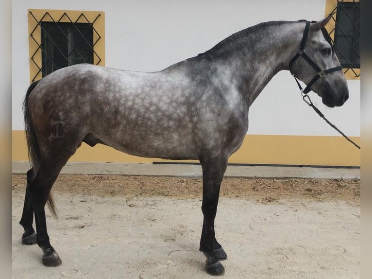 Otras razas Mestizo Caballo castrado 6 años 167 cm Tordo in Lisboa