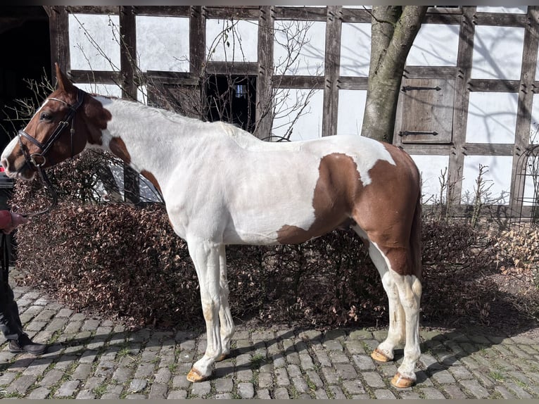 Otras razas Caballo castrado 6 años 168 cm Pío in Osnabrück