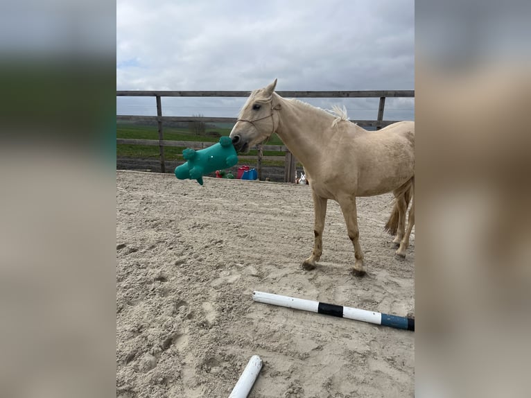 Otras razas Mestizo Caballo castrado 6 años 170 cm Palomino in Metz