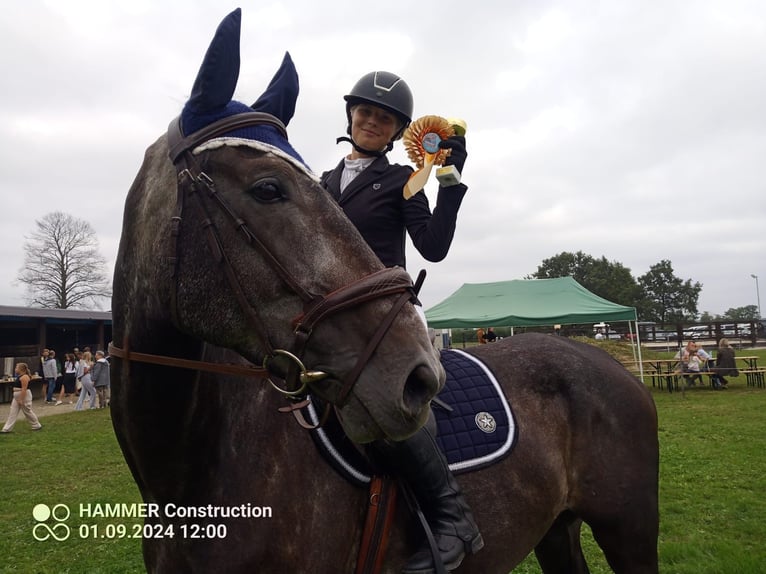 Otras razas Caballo castrado 6 años 177 cm Tordo in Przemków