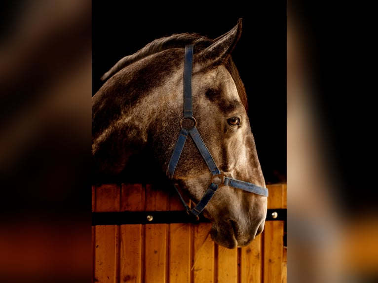 Otras razas Caballo castrado 6 años 177 cm Tordo in Przemków