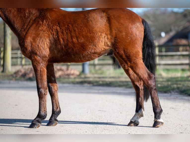 Otras razas Caballo castrado 6 años in GROTE-BROGEL