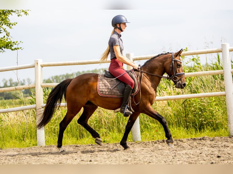 Otras razas Caballo castrado 6 años in GROTE-BROGEL