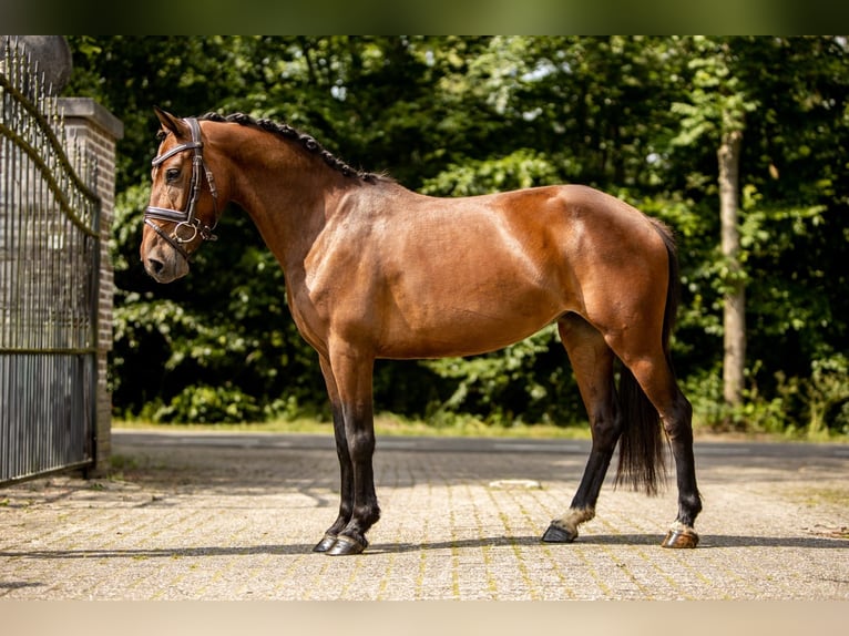 Otras razas Caballo castrado 6 años in GROTE-BROGEL