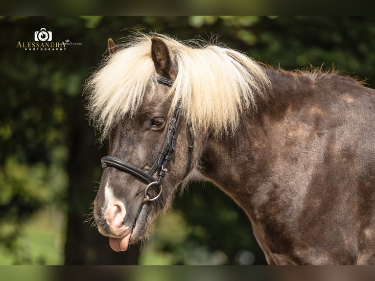 Otras razas Mestizo Caballo castrado 7 años 117 cm in Bad Feilnbach