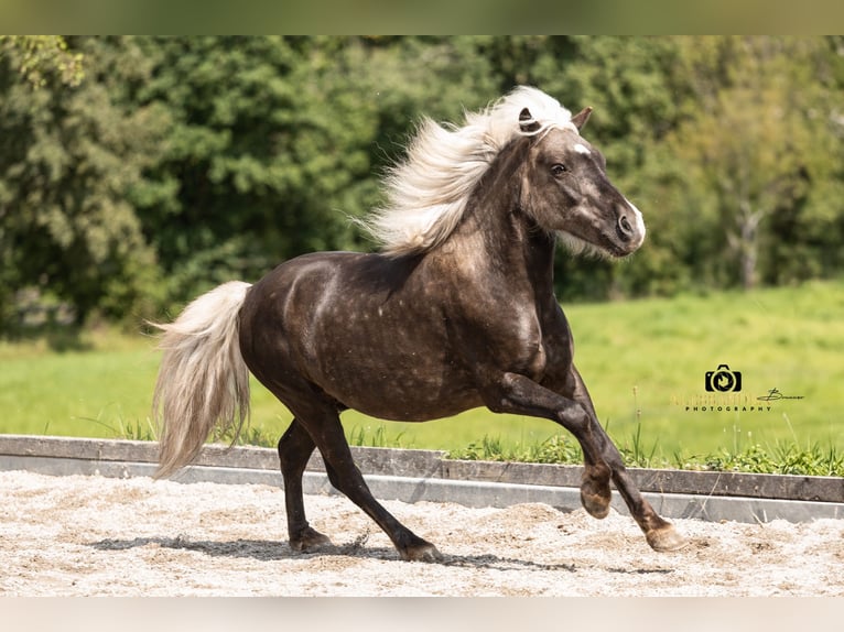 Otras razas Mestizo Caballo castrado 7 años 117 cm in Bad Feilnbach