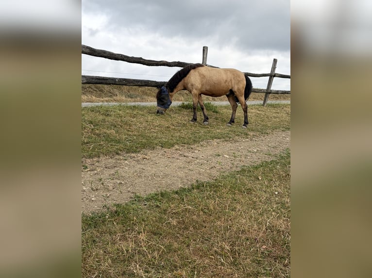 Otras razas Mestizo Caballo castrado 7 años 141 cm Bayo in Hattingen