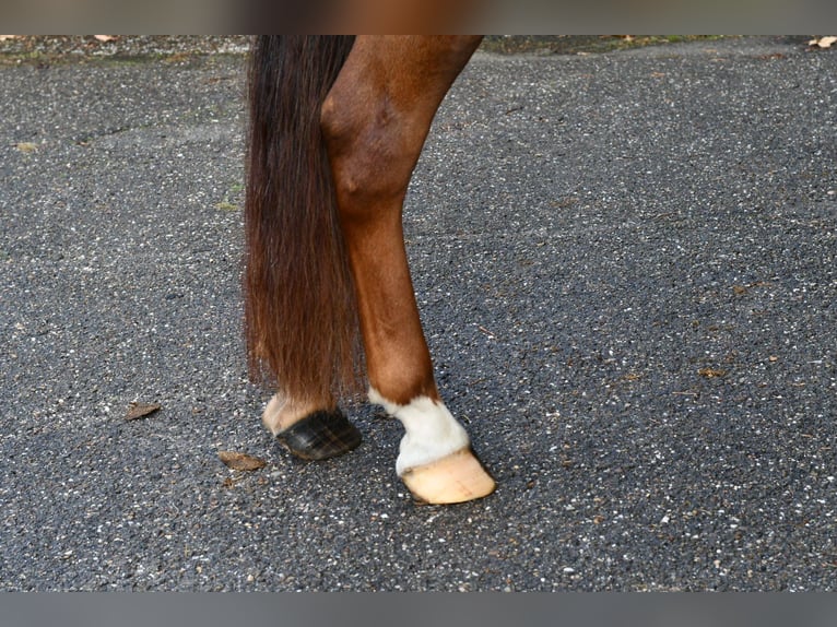 Otras razas Caballo castrado 7 años 143 cm Alazán in GROTE-BROGEL