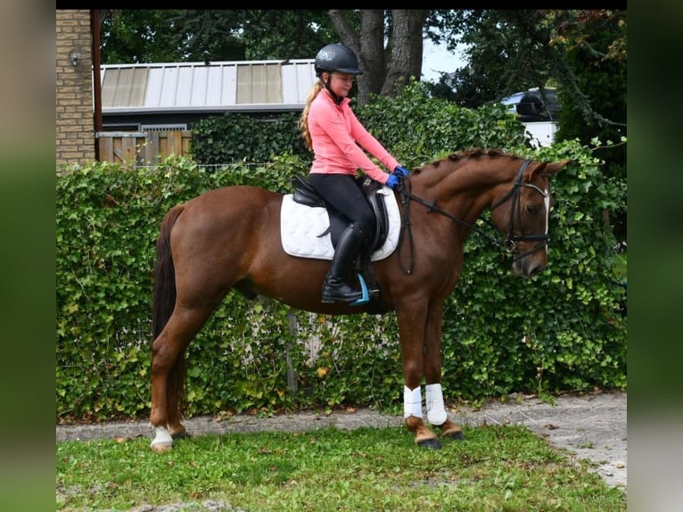 Otras razas Caballo castrado 7 años 143 cm Alazán in GROTE-BROGEL