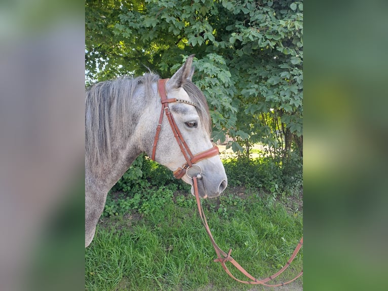 Otras razas Caballo castrado 7 años 143 cm Tordo rodado in Oberostendorf