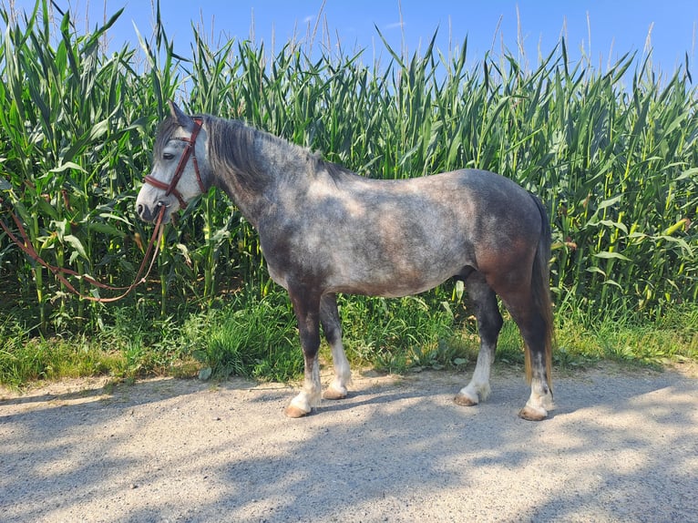 Otras razas Caballo castrado 7 años 143 cm Tordo rodado in Oberostendorf