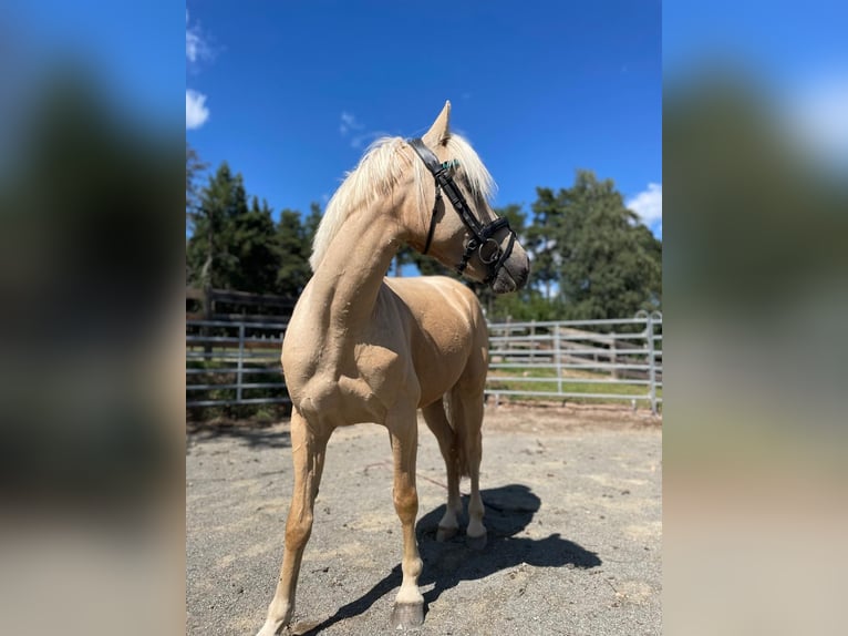 Otras razas Mestizo Caballo castrado 7 años 145 cm Palomino in Jenesien