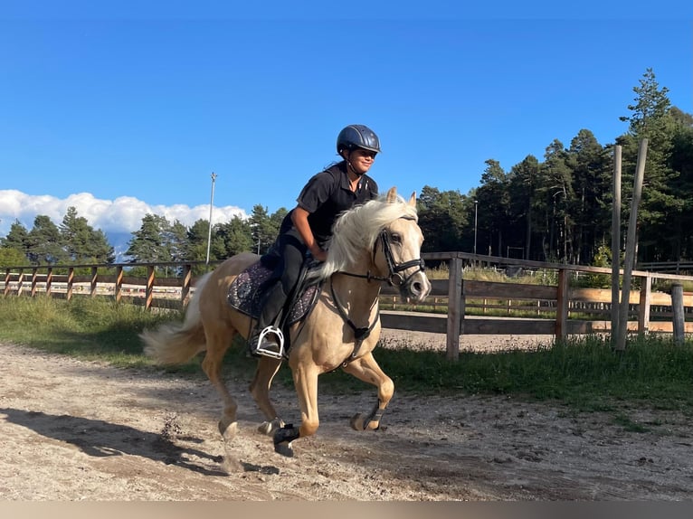 Otras razas Mestizo Caballo castrado 7 años 145 cm Palomino in Jenesien
