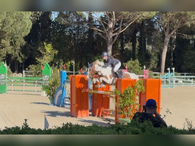 Otras razas Caballo castrado 7 años 146 cm Pío in Erharting
