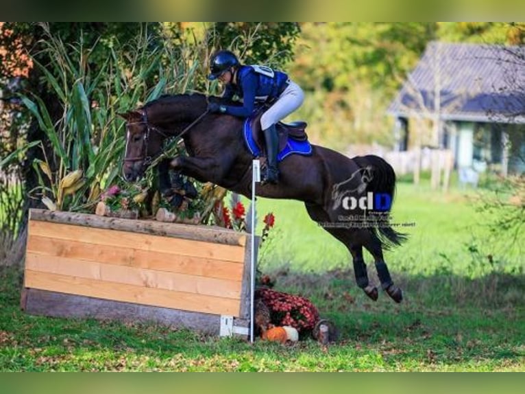 Otras razas Caballo castrado 7 años 147 cm Alazán-tostado in Oost West en Middelbeers