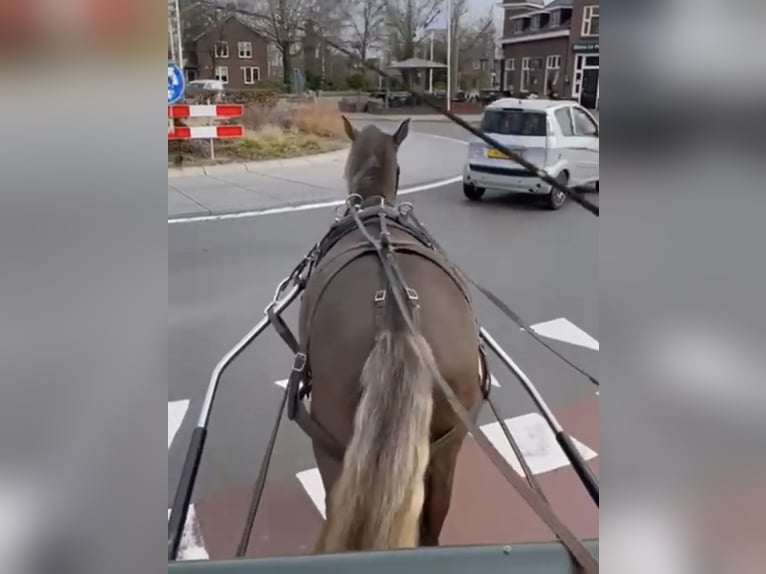 Otras razas Caballo castrado 7 años 147 cm Bayo in Waltrop