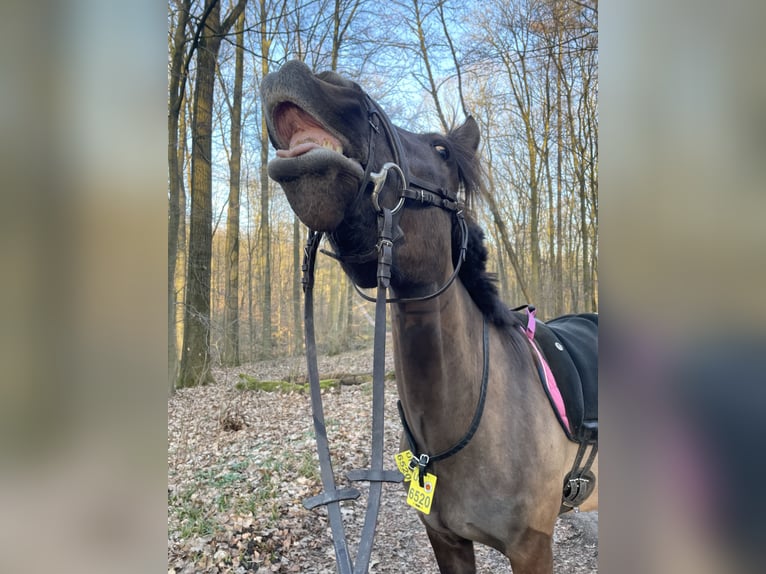 Otras razas Caballo castrado 7 años 147 cm Bayo in Waltrop