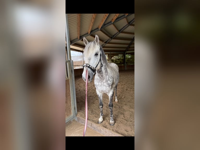 Otras razas Caballo castrado 7 años 147 cm Tordo rodado in Wermelskirchen