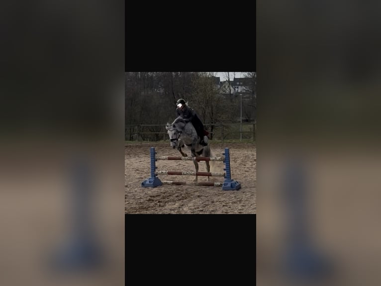 Otras razas Caballo castrado 7 años 148 cm Tordo rodado in Wermelskirchen