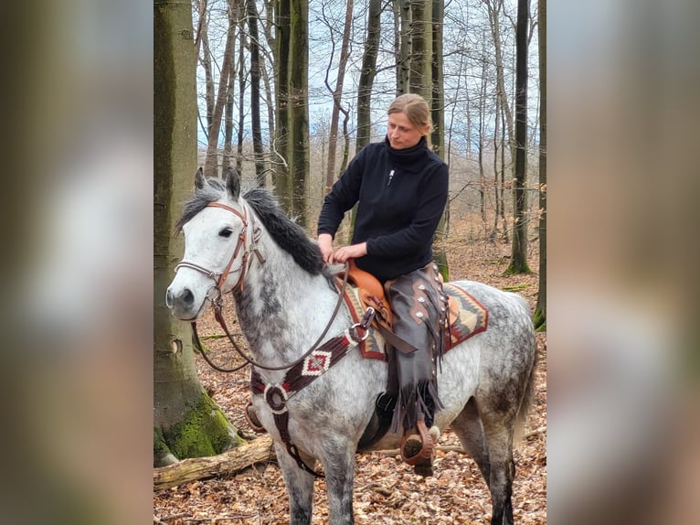 Otras razas Mestizo Caballo castrado 7 años 150 cm Tordo rodado in Linkenbach