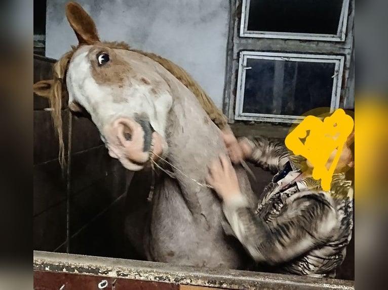 Otras razas Mestizo Caballo castrado 7 años 151 cm Ruano alazán in Scheibenberg