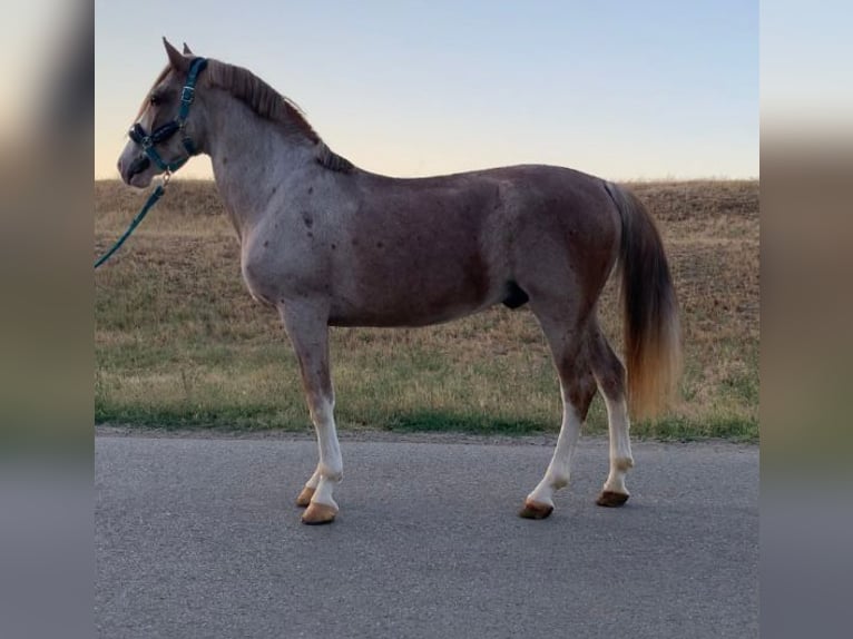 Otras razas Mestizo Caballo castrado 7 años 151 cm Ruano alazán in Scheibenberg