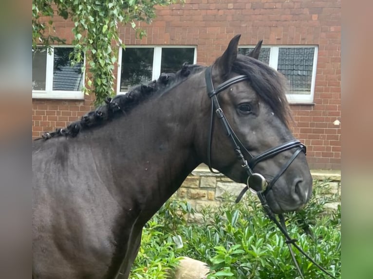 Otras razas Caballo castrado 7 años 152 cm Negro in Hopsten