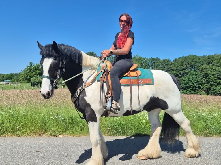 Otras razas Caballo castrado 7 años 153 cm Pío in Linkenbach