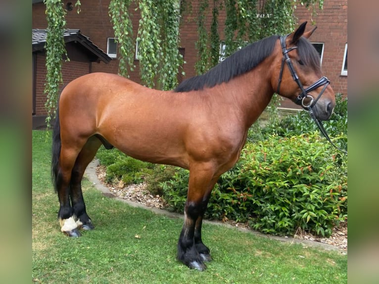 Otras razas Caballo castrado 7 años 156 cm Castaño in Hopsten