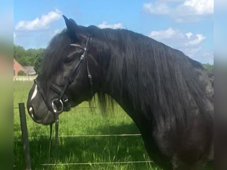 Otras razas Caballo castrado 7 años 156 cm Negro in Hopsten
