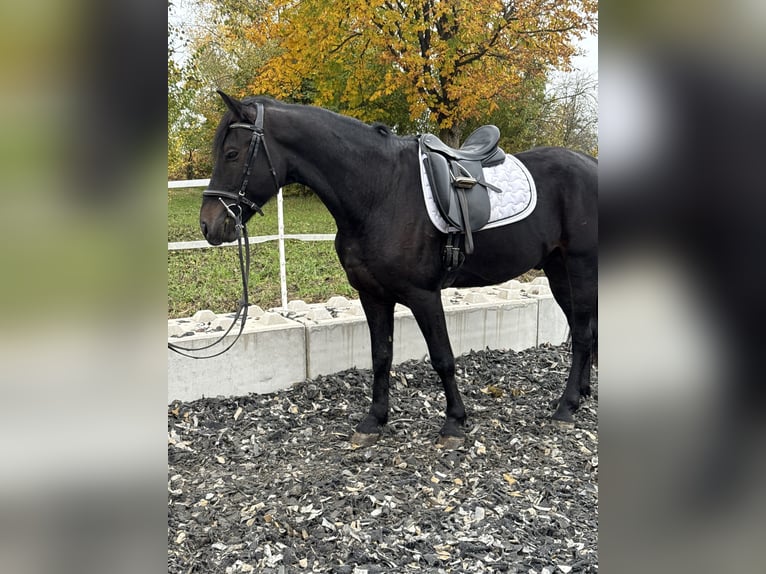 Otras razas Mestizo Caballo castrado 7 años 160 cm Negro in Haag Dorf