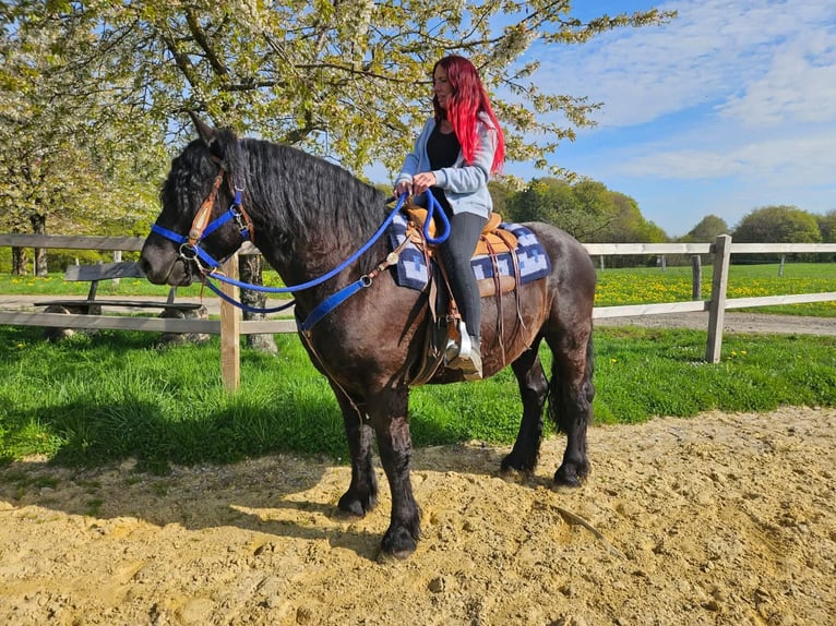 Otras razas Caballo castrado 7 años 160 cm Negro in Linkenbach