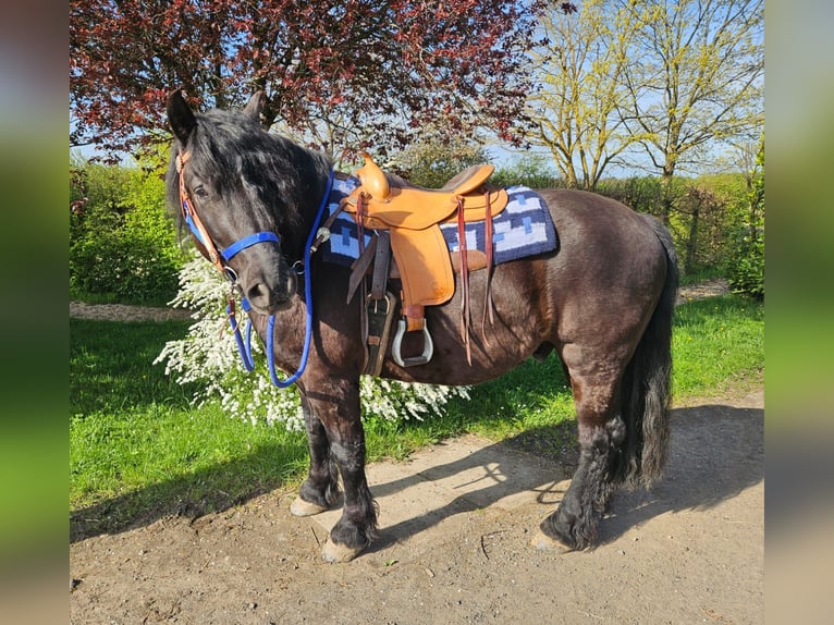 Otras razas Caballo castrado 7 años 160 cm Negro in Linkenbach
