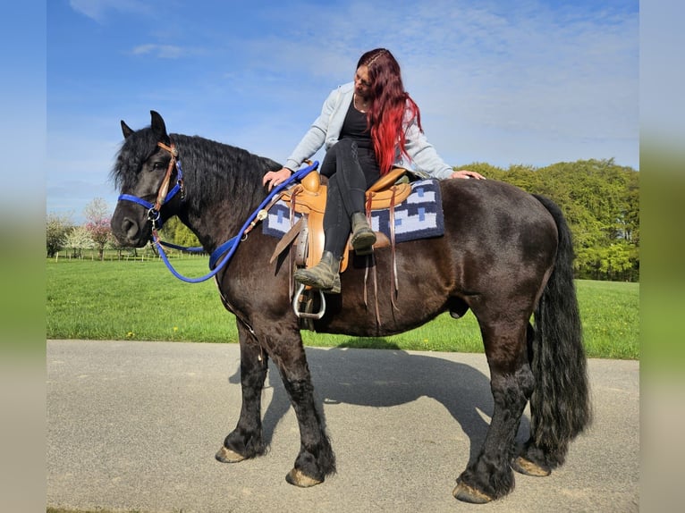 Otras razas Caballo castrado 7 años 160 cm Negro in Linkenbach