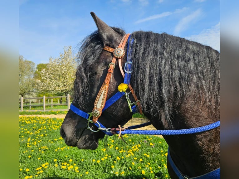 Otras razas Caballo castrado 7 años 160 cm Negro in Linkenbach