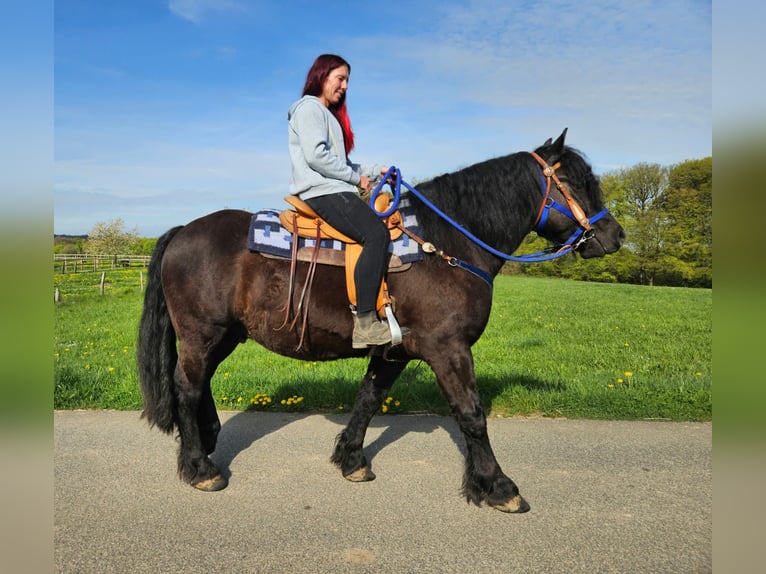 Otras razas Caballo castrado 7 años 160 cm Negro in Linkenbach