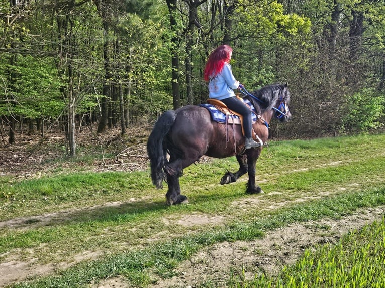 Otras razas Caballo castrado 7 años 160 cm Negro in Linkenbach