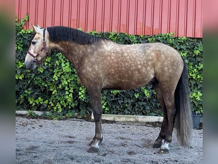 Otras razas Mestizo Caballo castrado 7 años 160 cm Tordo in Madrid