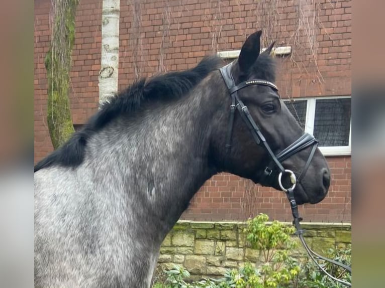 Otras razas Caballo castrado 7 años 160 cm Tordo in Hopsten