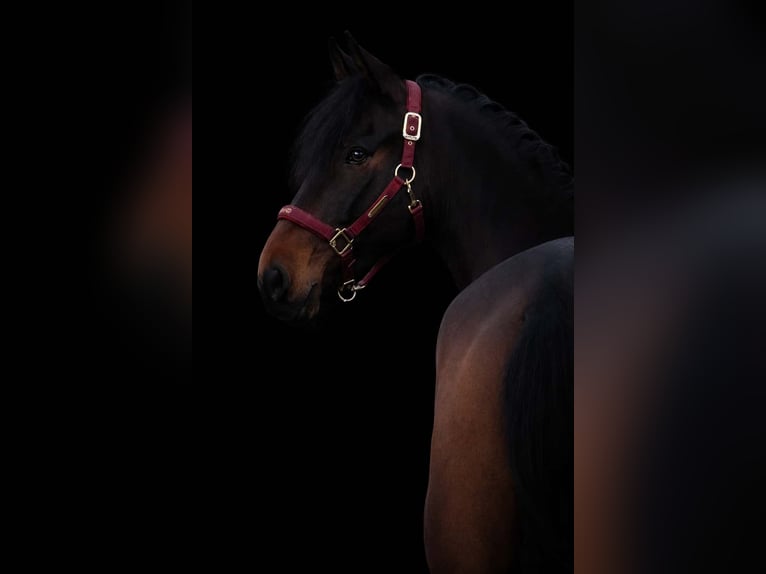 Otras razas Caballo castrado 7 años 162 cm Morcillo in Nettersheim